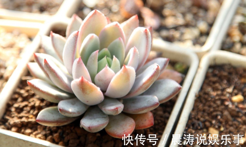 根部|呼声最高的新人盆栽多肉,养殖期间注意此3点才不出问题