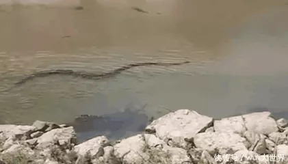 钓位|钓鱼:陌生水域野钓,既想不空军也不愿意多花时间找鱼窝,不妨这样试试