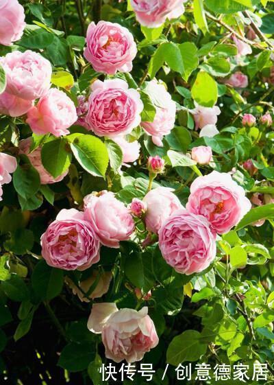 5种漂亮花,家里养一盆,清香四溢,是阳台盆栽佳品!