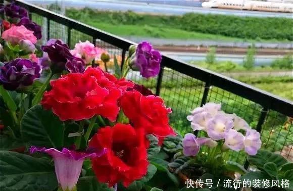 雪泥|最漂亮的盆栽花，一年到头开花不断，好看又好养