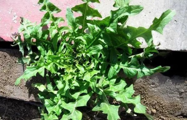 蒲公英|春来野菜香,哪些能敞开吃哪些坚决不能碰采挖时,请分辨清楚