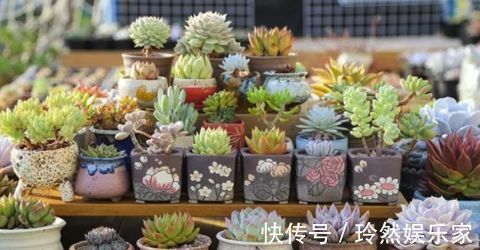 这9种花冬天别喷水，否则烂根烂叶，后悔都来不及！