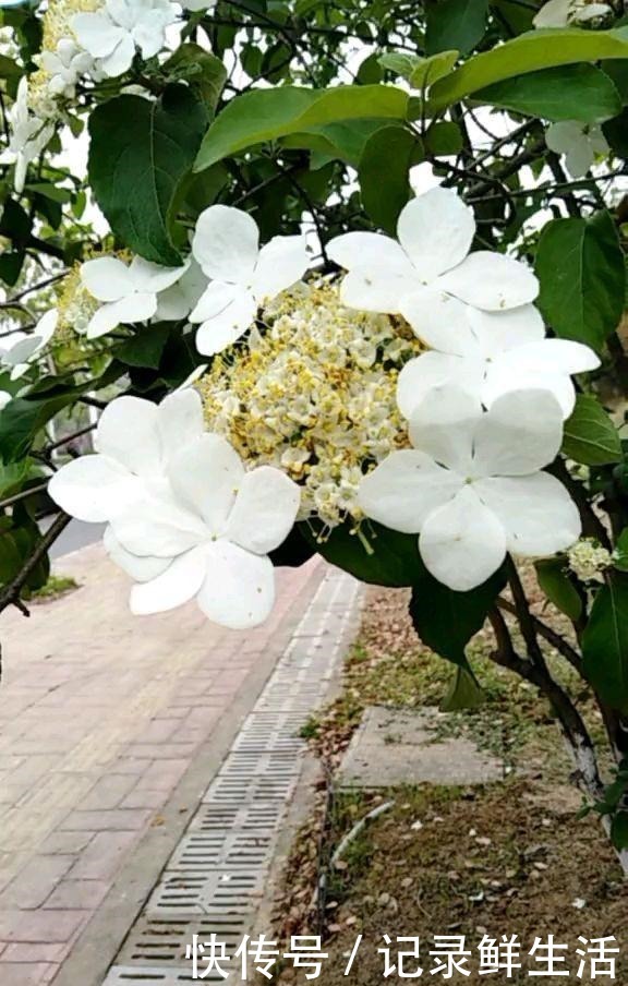 中国特有的琼花,隋炀帝的最爱,开花简直美翻了!