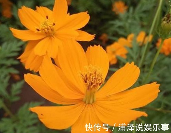 新手养花,不如养盆花中精品“硫华菊”,花朵金黄灿烂