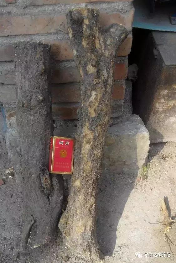 1种果树剪根枝，插土里就活，当年就能挂果，压弯枝！