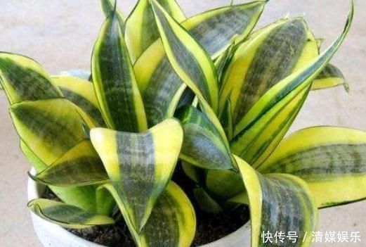 虎皮兰入夏,一定不缺“它”,新芽“翻个”长,盆盆叶片1米高