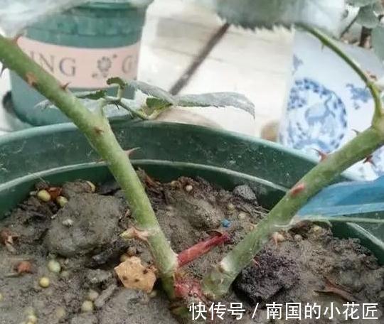 用这些歪门邪道养月季，月季盆盆爆花，又大又艳，太美了