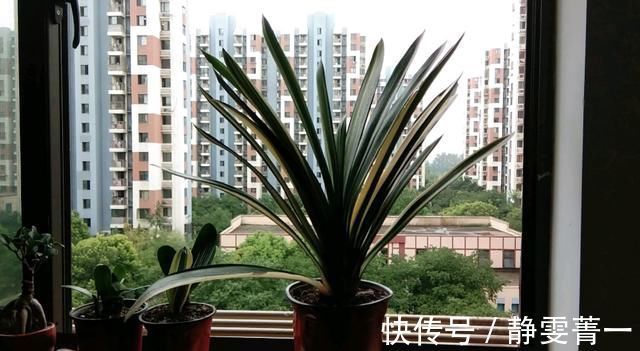 疯长|立秋之后,做好4件事,君子兰9月疯长,年底爆花