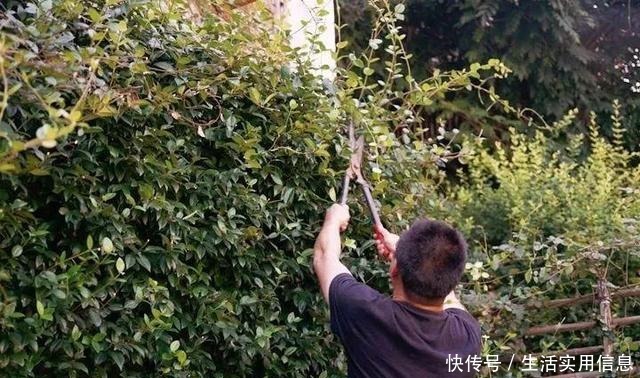 特欠剪的花,越剪越好看,花开不断!特欠剪的花,越剪越好看,花开不断!