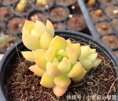 女同学喜爱的8种“美靓多肉”,就是难养了点,看看你都养过没!