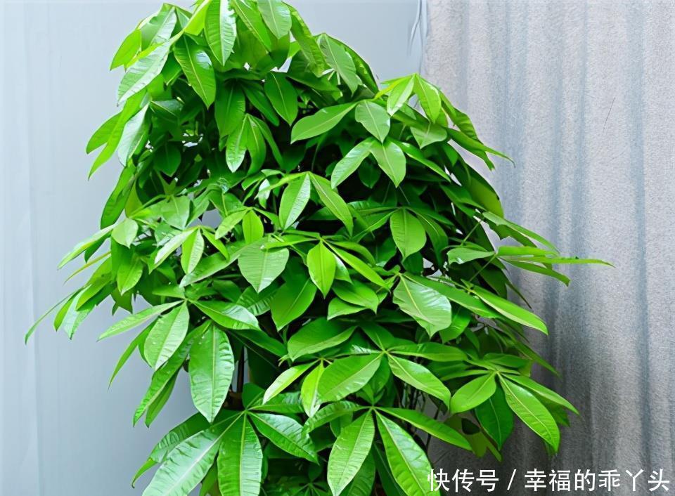 冬季管理发财树,喷1种水,冬天也能油绿茂盛!