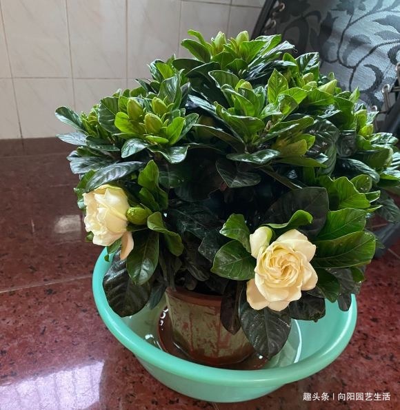 栀子花养爆开,学会“巧”用肥,浇“软水”,叶子墨绿,开花多