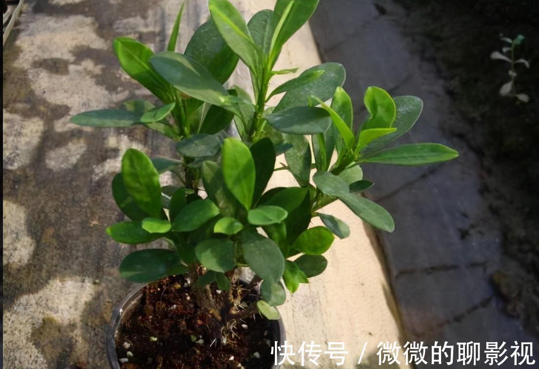 网传3大错误养花技巧，阳台客厅都不同，南北差异就更大