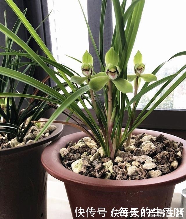 微酸性|厨房这1料,养兰“特有效”,一洒一喷,兰花生根快,新芽蹿不停!