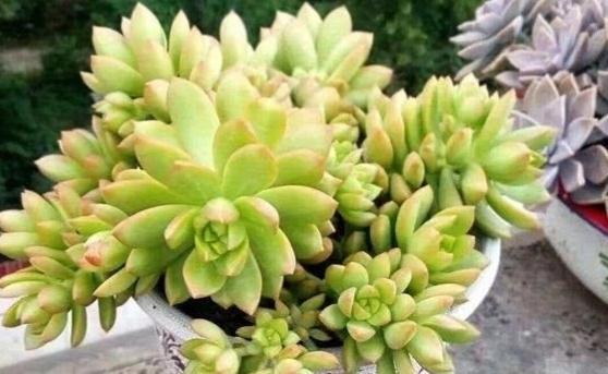 普货|新手养棵黄丽不吃亏,不但好养易度夏,2年即成老桩和悬崖桩