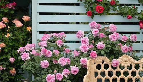 颜值|3种花颜值超高,花型美丽,香气浓郁,四季勤开花,盆栽也可以