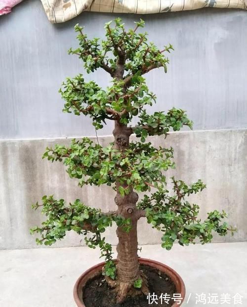 老桩|养金枝玉叶要“有耐心”,知道这个小技巧,2年养成高颜值老桩