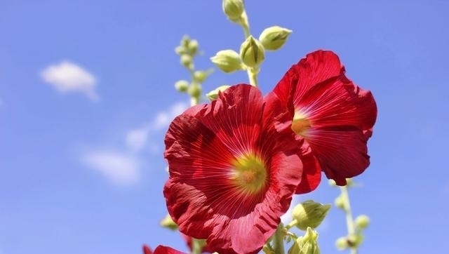 格外|认老乡啦!这6种花你们叫什么?名字土到掉渣,却格外亲切