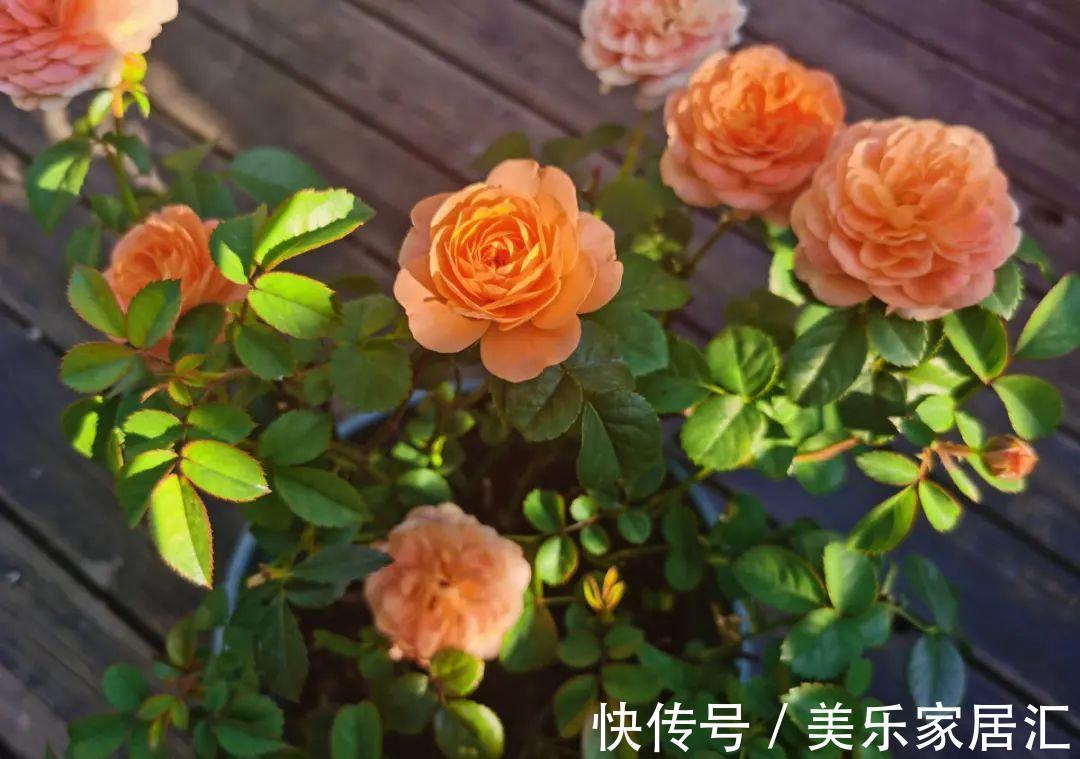 浇水|入冬修剪,这9种花,剪错不开花、杆子会枯死