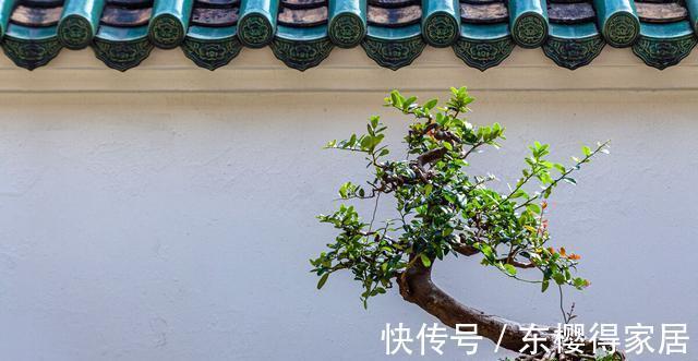 火山岩|养殖盆景花卉时,需要用到的介质,火山岩还不能取代河沙的作用