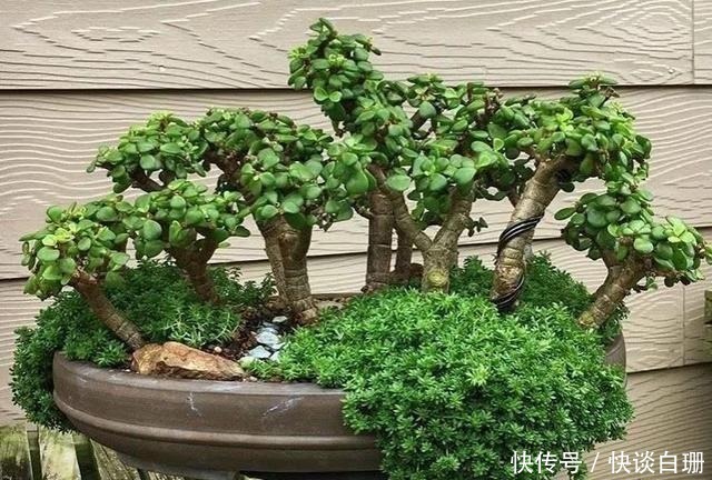 养护|这7款多肉名字金贵,寓意招财纳福,家中养一盆准没错