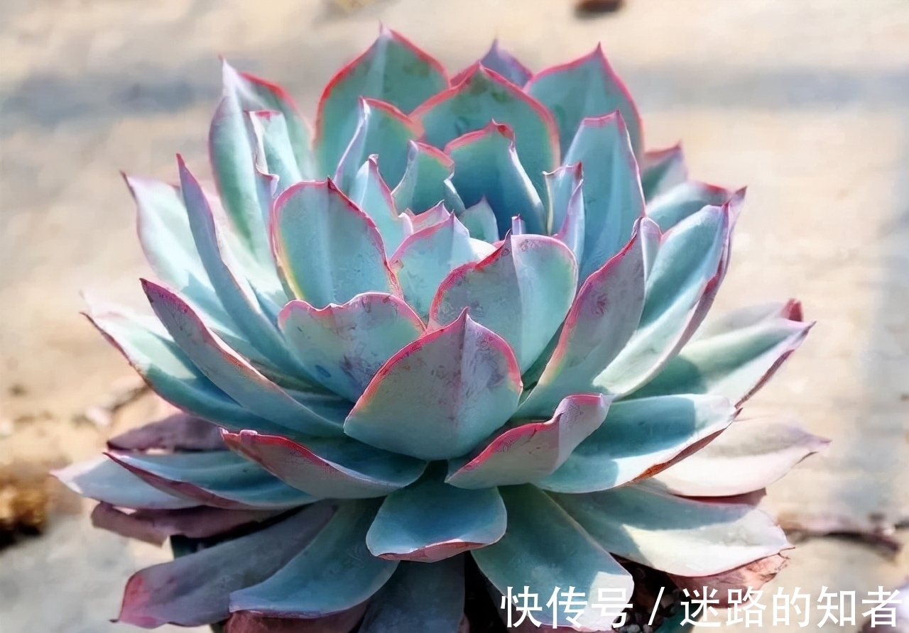 仙气十足的3款多肉,号称薄叶三仙,适合室内养护的也就广寒宫了