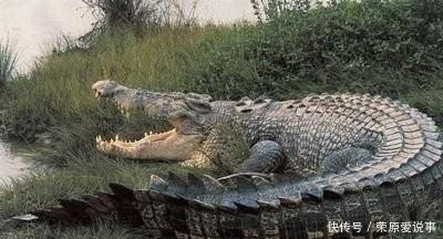 日本|真实还是谣传？千名日本军人与某种动物血战一夜，差点全军覆没