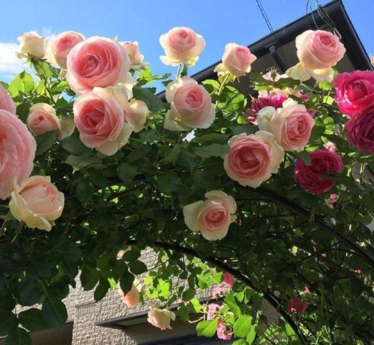 养花就养3种花，花色娇艳很耐看，四季开花迷你眼，谁养谁上瘾