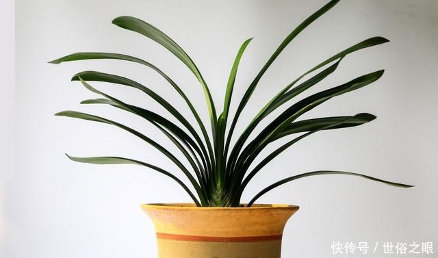 夏天来了，君子兰喜欢“1多2少”，既能安全度夏，又能长花芽