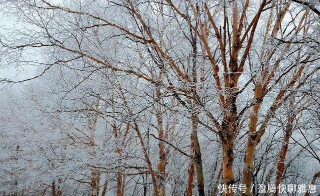 华北最后一块原始森林，门票仅30块，冬天来能欣赏到大雪压青松