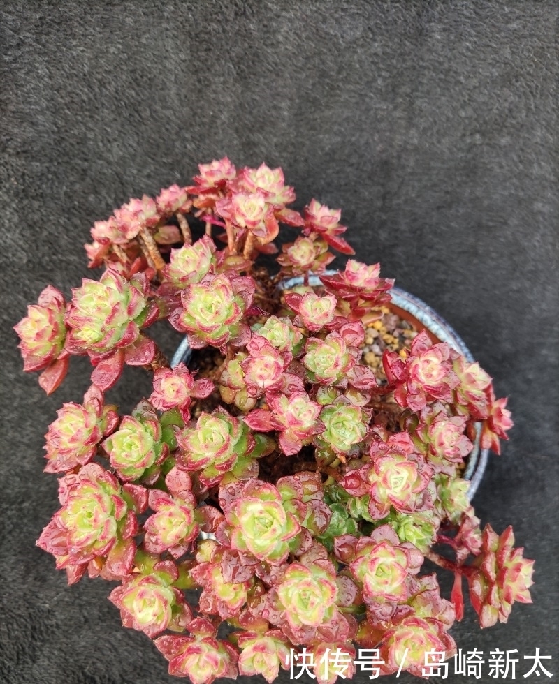 给我一块黑布，多肉走个台步