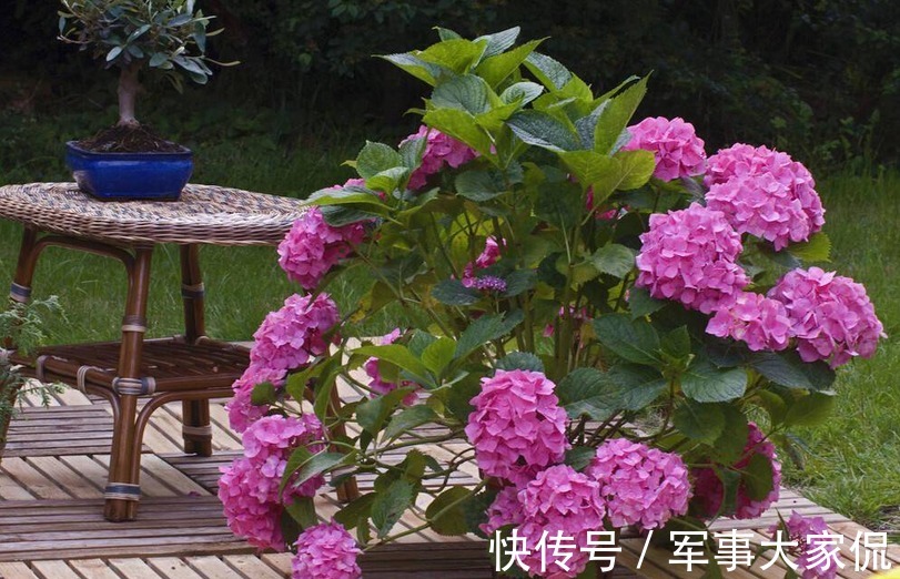 绣球|养绣球花，别忘记1件事，做迟了或不干，花败后植株很难复花