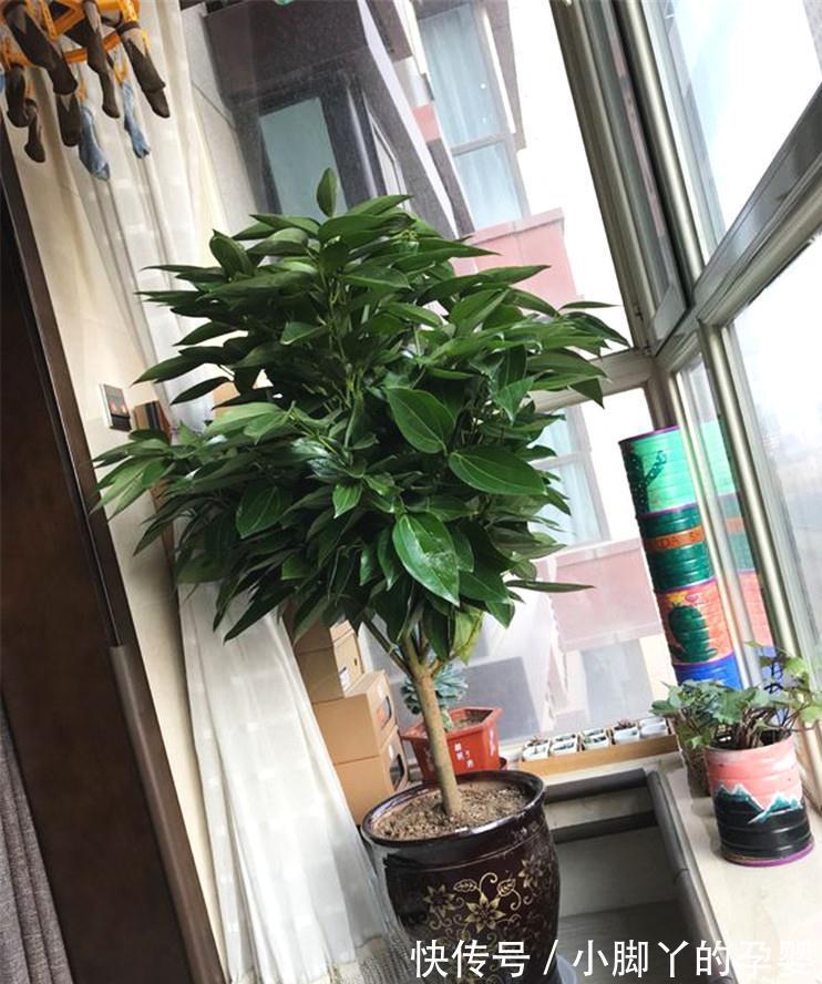 客厅见树,家兴人旺!6种吉利树,好养寓意好,还能养身体