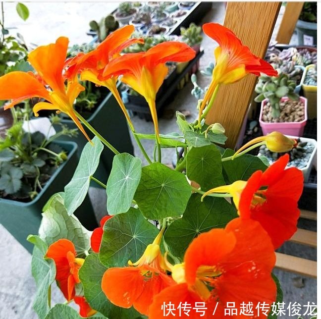 铜钱|旱金莲老不开花?注意以下5点,花开美又多,颜值吊打铜钱草!