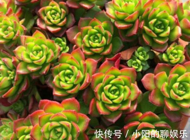 冬季就养这些见阳光就漂亮的多肉,叶色美的不要不要的