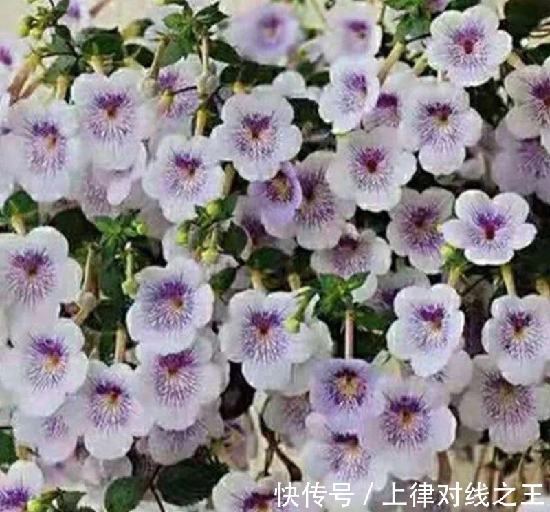 长筒花是“室内花量王者”,没光也能开爆盆,阳台党福音