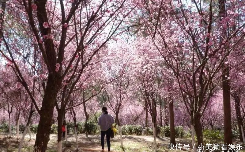 一条街|春城春意浓，西山区赏花正当时