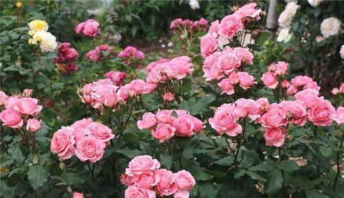 修剪|给月季喂点大补肥,15天冒出一圈笋芽,开出层叠群花!