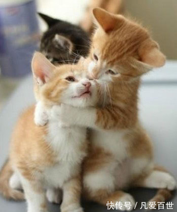 |搞笑动图:这是个什么怪东西,接我一掌!