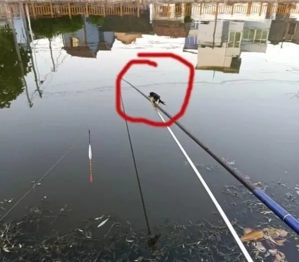 大鱼|冬天碰上这两种天气变化,再没空也得来钓鱼,爆护百分百!