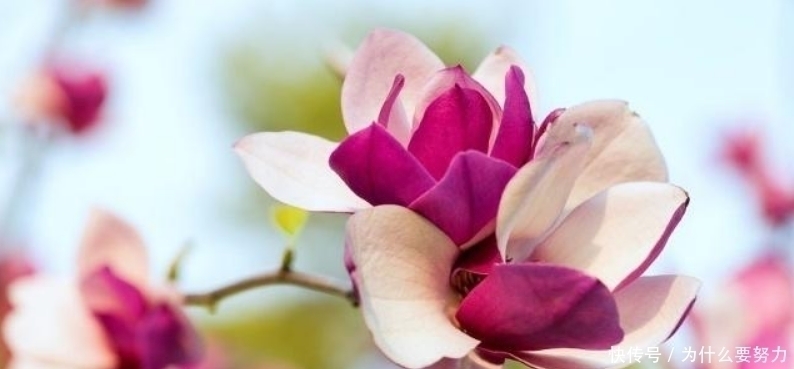 歌女#白居易最独特的一首诗,通篇写得朦朦胧胧,让人完全摸不着头脑!