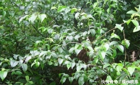 农村一种神奇植物，叶子可以用来做凉茶，如今一斤能卖50块钱