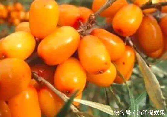 果子|初夏养生正当时,不妨多吃些此果子,气色红润,改善皮肤黑眼圈