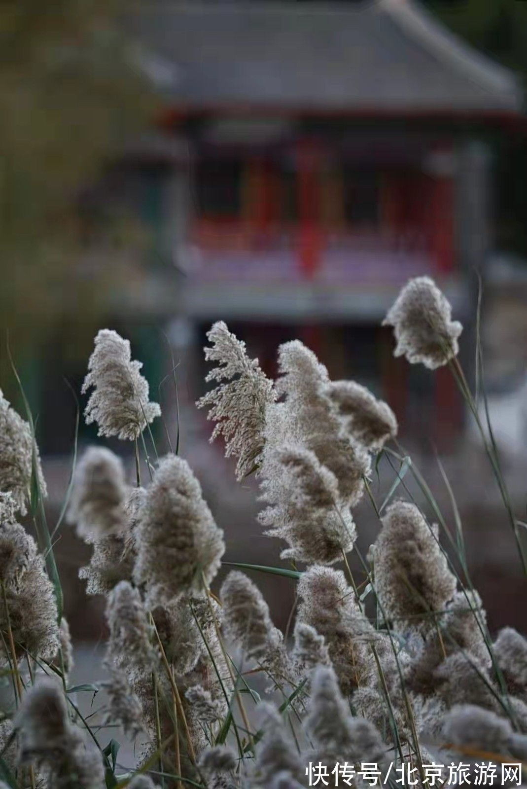 陶然亭湖|枝枝摇浪， 漠漠芦花绽放在陶然亭湖畔