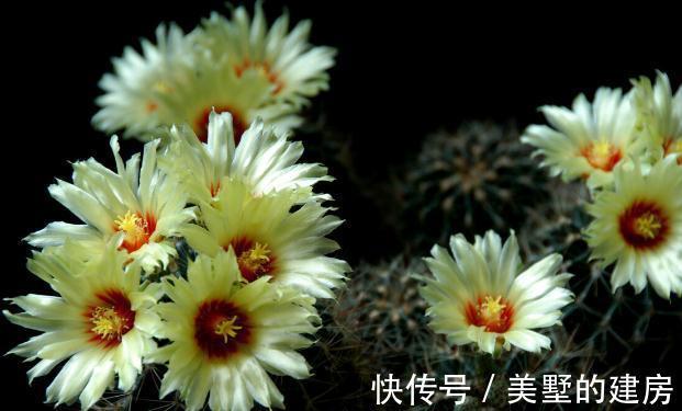 旱鸭子|5种“旱鸭子”花,容易被浇死,越不搭理长得越好,勤快人养不好