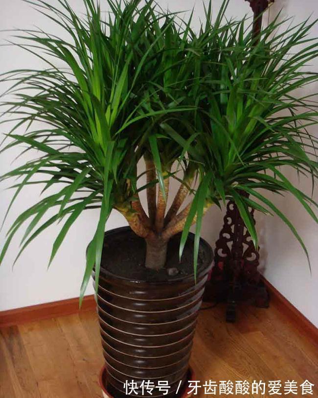 10大健康花,建议养一盆,不但能吸废气制氧气,还好养贵气