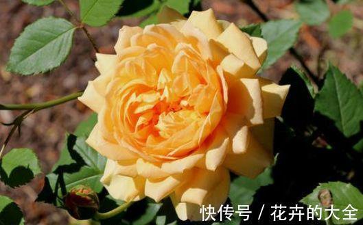 日轮花|从8月24日开始,家养此款花卉,随意养都爆盆,花开上千朵