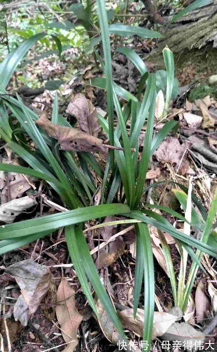 行走在兰花出没的山间峡谷,深度分析兰花的原生环境!