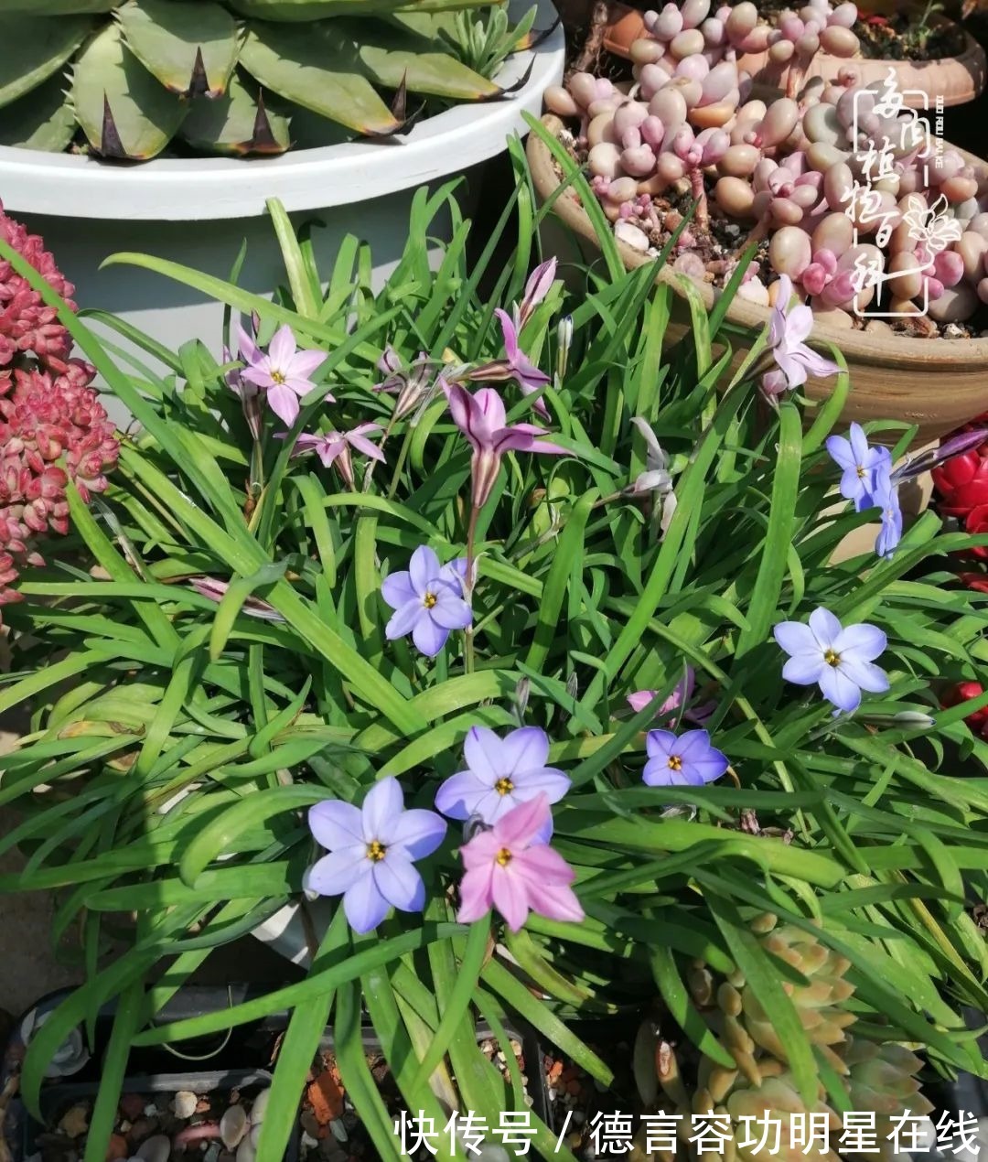 最美四月天,去杨姐的屋顶花园,赴一场花约!