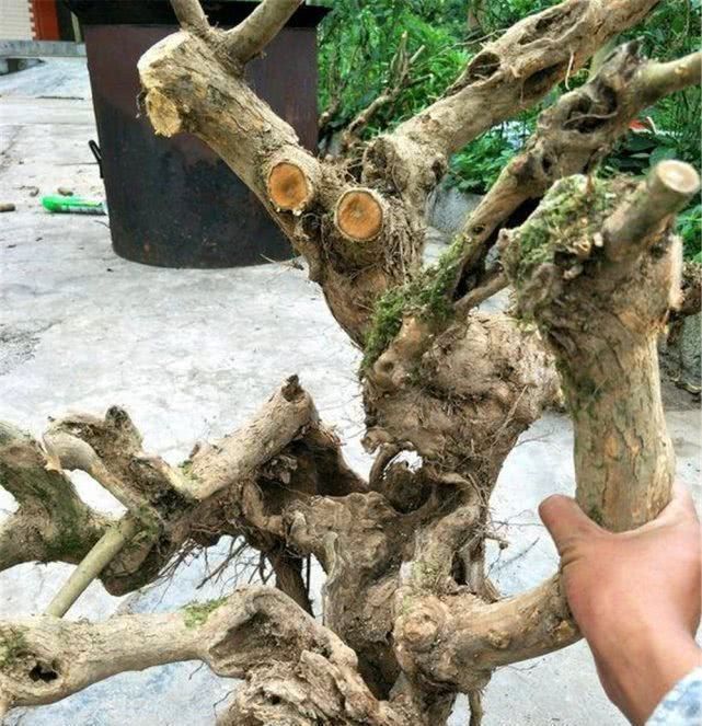 田埂|老农当柴烧的田埂“黄荆桩”,游客花50元买下,做成盆景真美